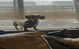 Dachshund dogs for sale: Dapple Dachshund  - Image 2