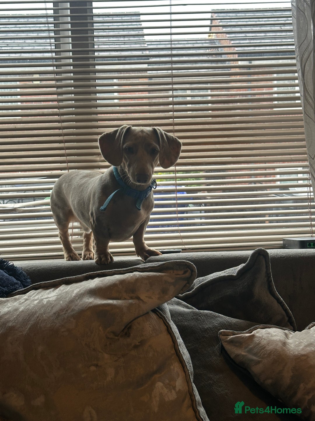 Dachshund dogs for sale: Dapple Dachshund  - Image 2