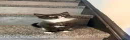 Mixed Breed cats for sale: Beautiful kittens - Advert 6