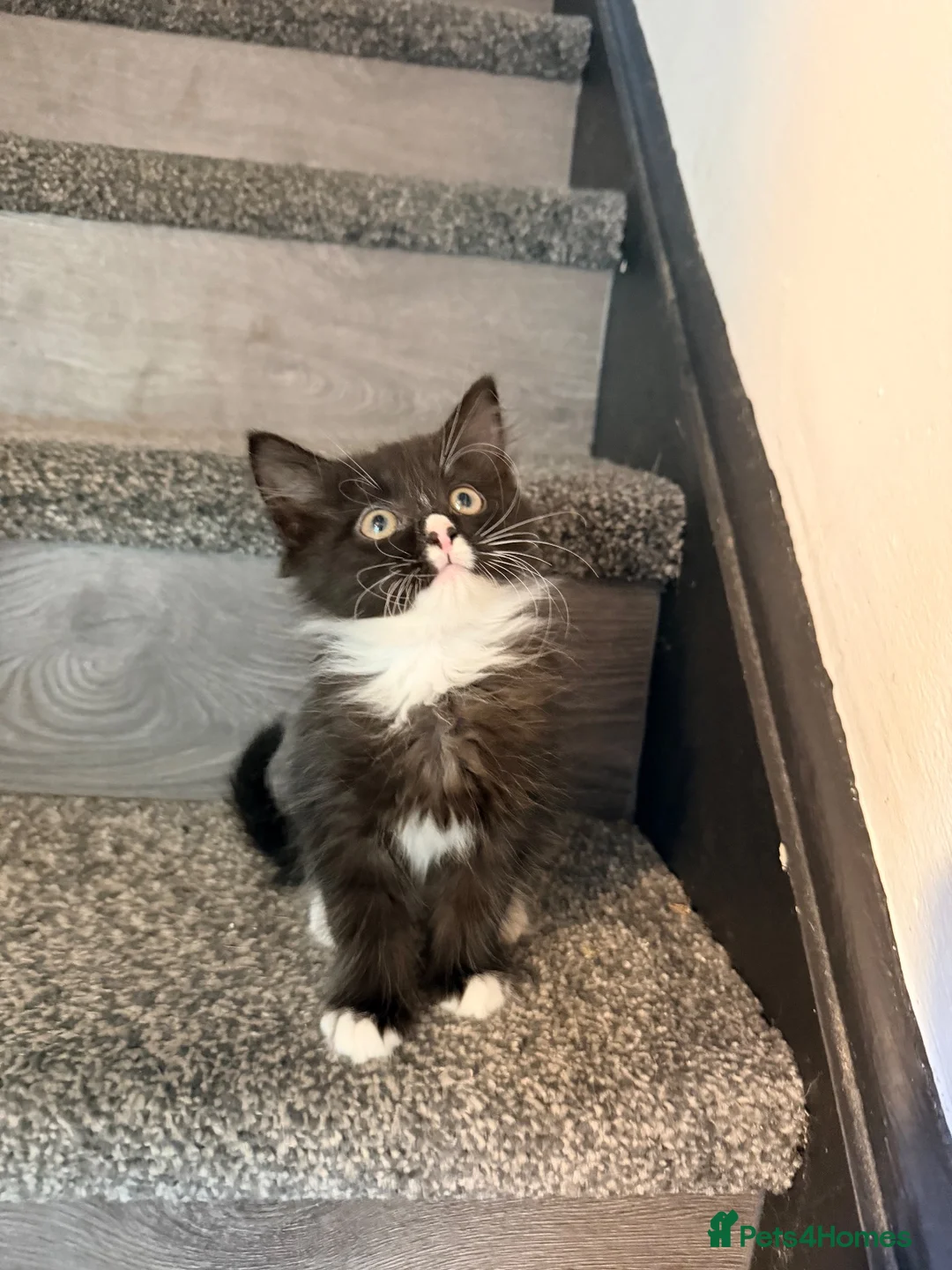 Mixed Breed cats for sale: Beautiful kittens - Advert 6