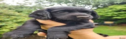 Cocker Spaniel dogs for sale: KC registered working cockers in Harrogate - Advert 8
