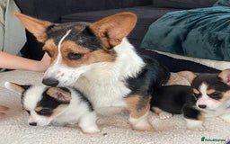 Welsh Corgi Pembroke dogs for sale: Beautiful Welsh Corgi Pembroke girls  - Advert 3