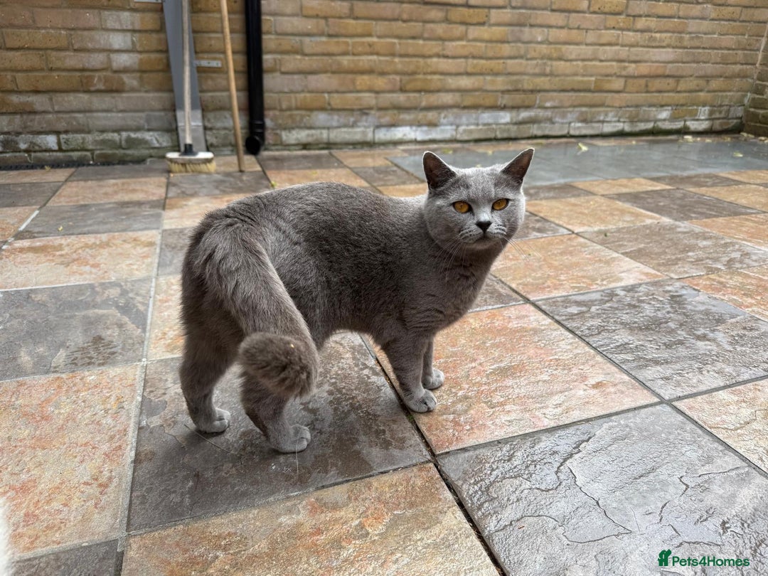 British Shorthair cats for sale: GCCF active blue Female British Shorthair Cat  - Image 4