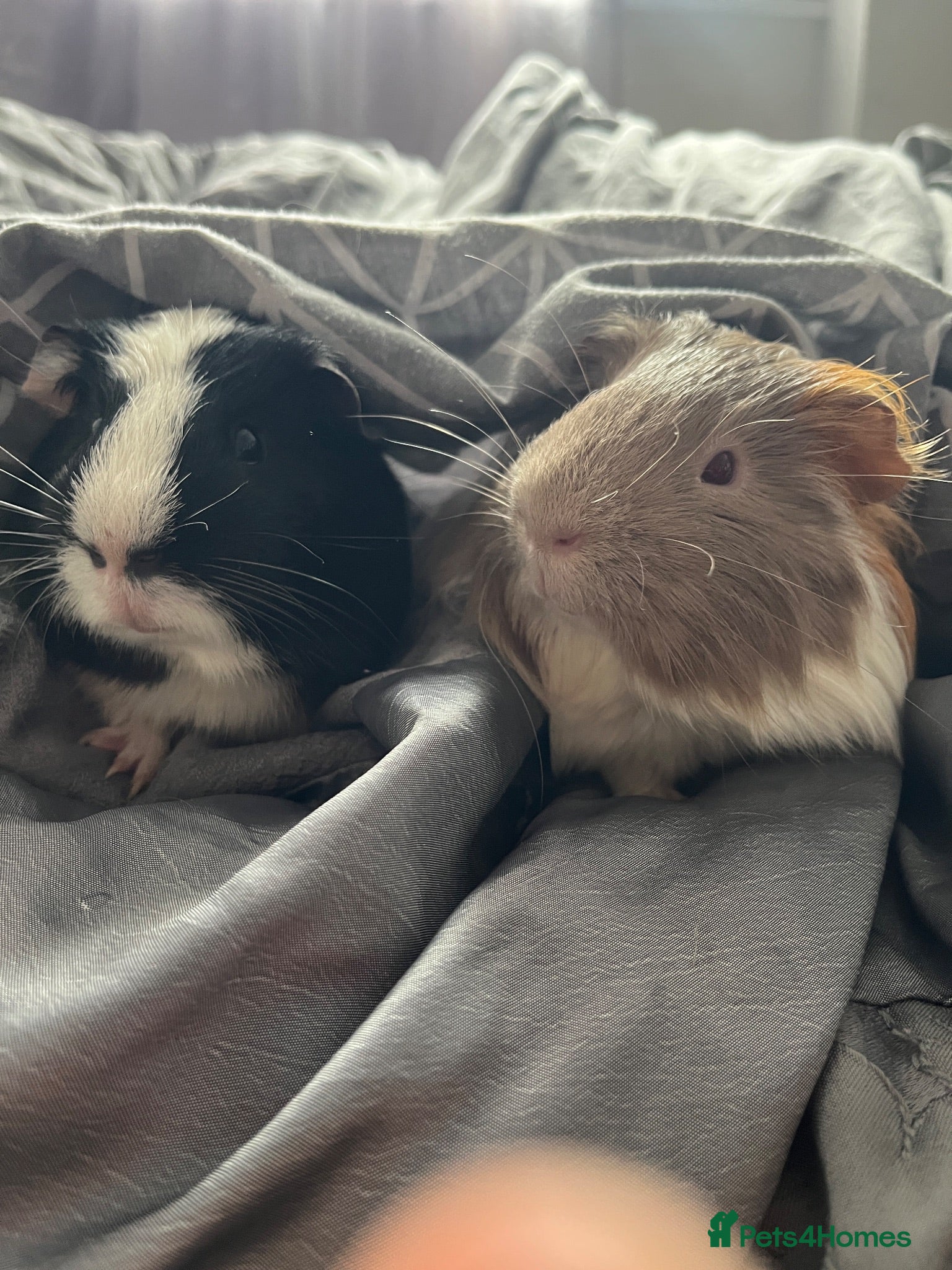 Guinea Pig rodents Oreo&Reggie - Advert 3