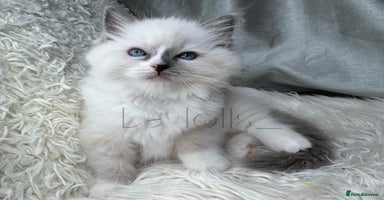 Ragdoll cats - Advert 15