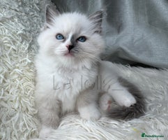 Ragdoll cats - Advert 15