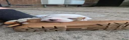 American Bulldog dogs for sale: These 3 babies are looking for there forever home - Advert 17