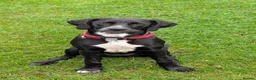 Mixed Breed dogs for sale: 7/8 month gold-mation pepper! - Advert 3