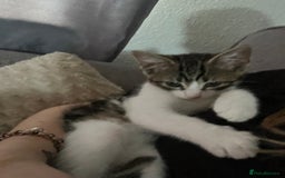 Mixed Breed cats for sale: 9 week old male kitten for sale . - Image 1
