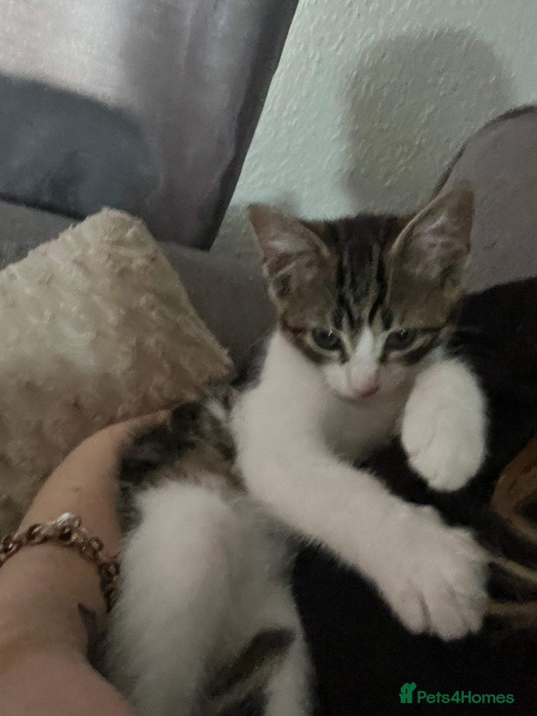 Mixed Breed cats for sale: 9 week old male kitten for sale . - Image 1