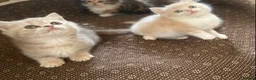 Munchkin cats for sale: Full Pedigree Munchkin Kittens - Advert 9