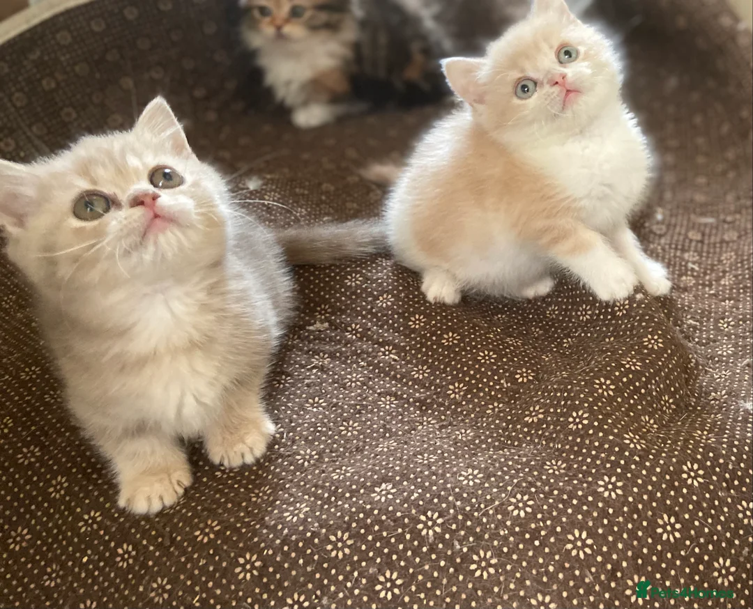 Munchkin cats for sale: Full Pedigree Munchkin Kittens - Advert 9