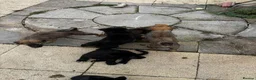 German Shepherd dogs for sale: GERMAN SHEPHERDS  - Advert 9