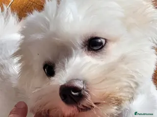 Mixed Breed dogs Mixed breed bichon and border terrier - Advert 9