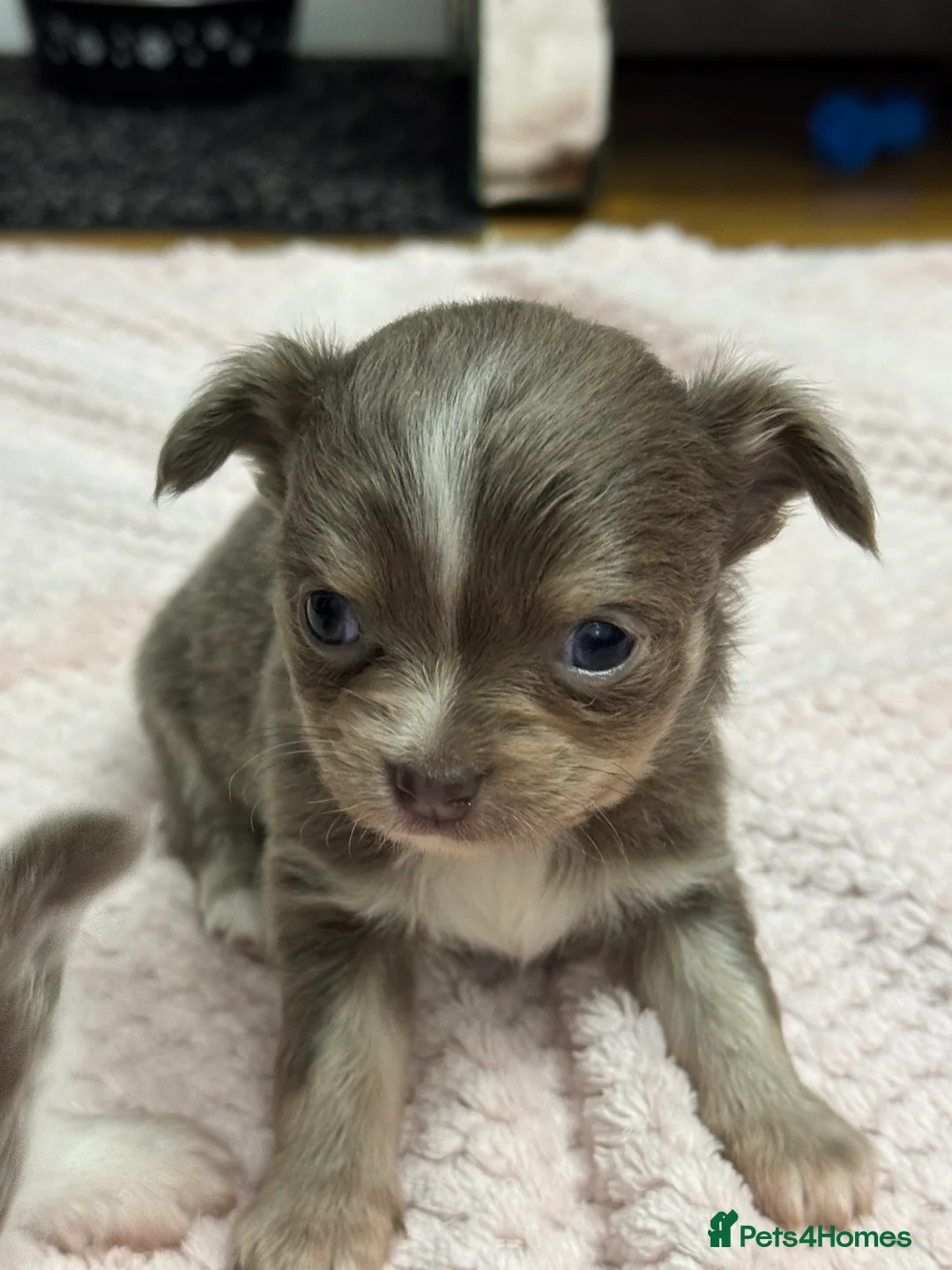 Chihuahua dogs for sale: Stunning Long Haired Chihuahuas - Advert 3
