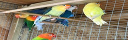 Lovebirds birds for sale: Colony of Fischer Lovebirds - Advert 7
