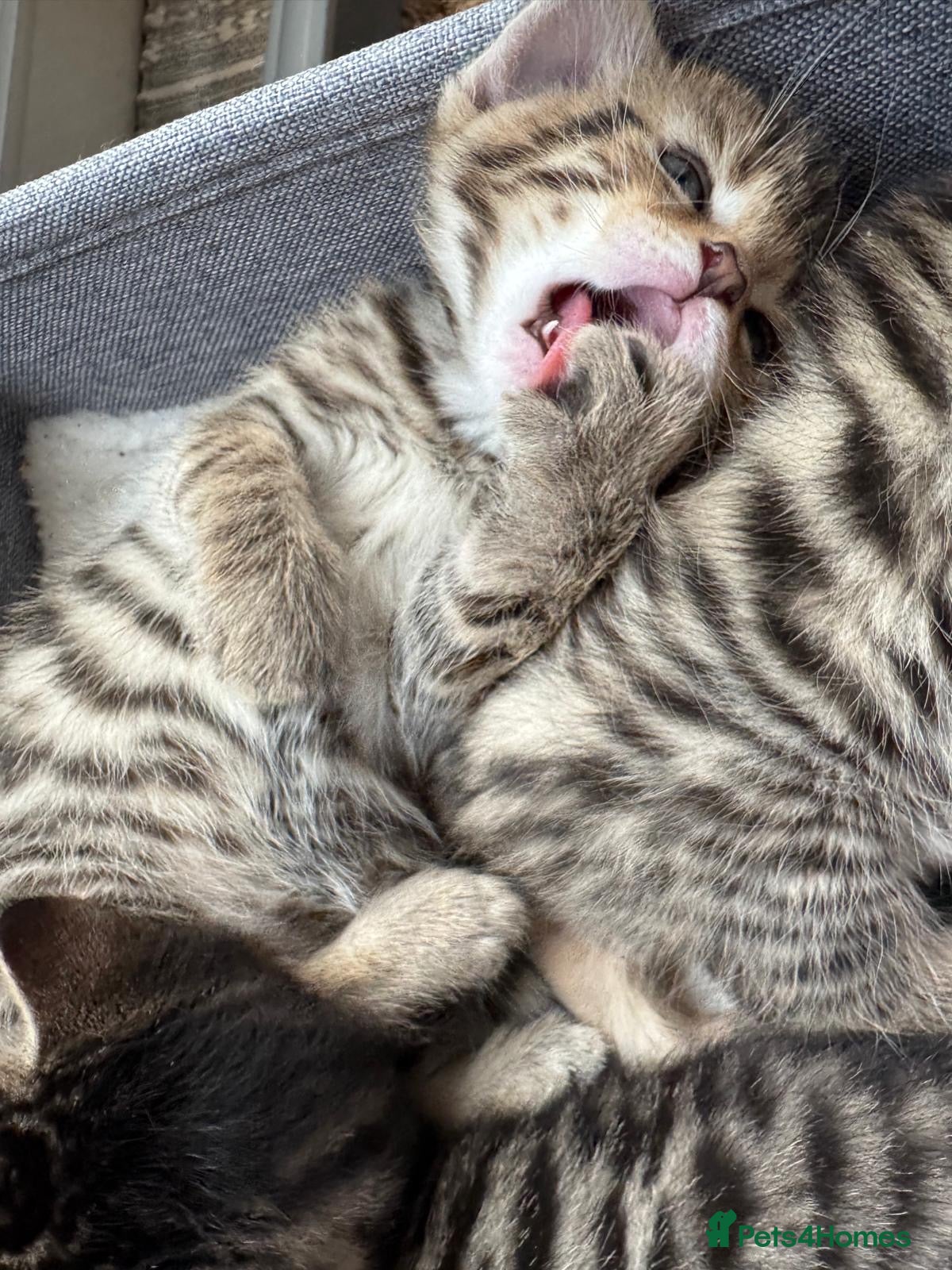 Bengal cats for sale: Adorable little creatures, bengals - Advert 17