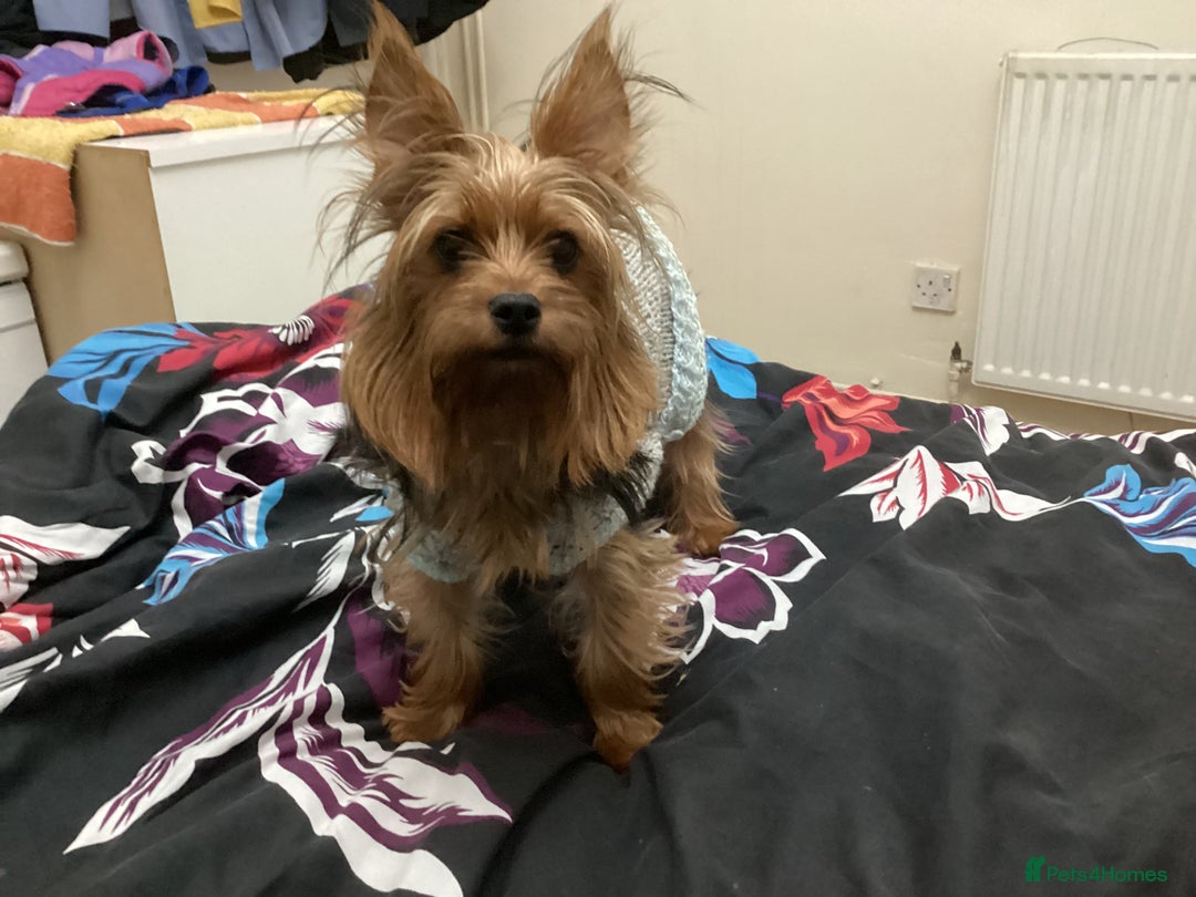 Yorkshire Terrier dogs for sale: Yorkshire Nned gone asap - Image 1