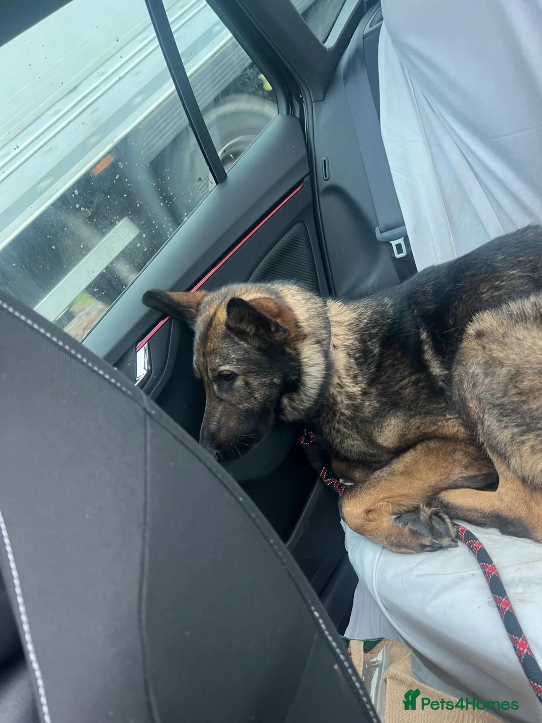 German Shepherd dogs for sale: Female sable German shepherd  - Advert 3