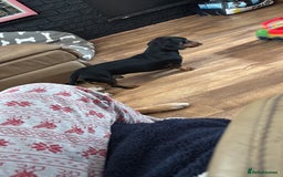 Dachshund dogs for sale: Dachshund male - Image 5