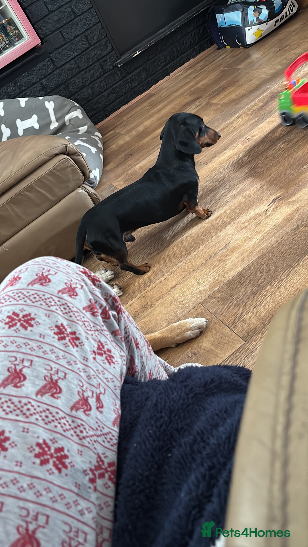 Dachshund dogs for sale: Dachshund male - Image 5