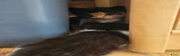 Mixed Breed cats for sale: 🐱 Cute Kittens for Sale 🐾  - Advert 20