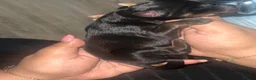 Dobermann dogs for sale: Beautiful Full Doberman Puppies–Ready from 8 Weeks in Horsham - Advert 4