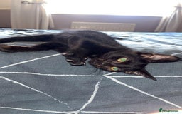 Mixed Breed cats for sale: Black/Black&White Kittens For Sale - Image 18