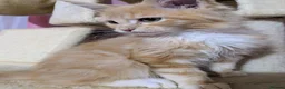 Maine Coon cats for sale: Mainecoon x Ragdoll kittens,read full description  - Advert 4