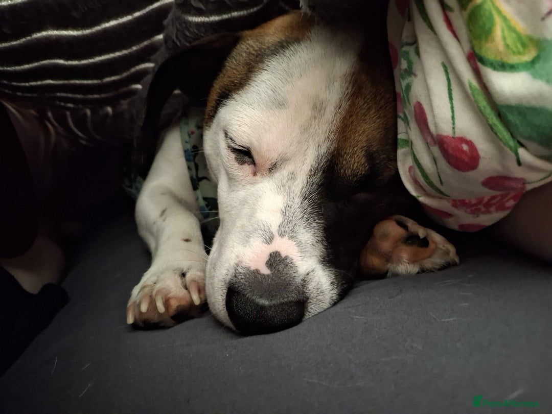 Mixed Breed dogs for sale: Bruno - Needs a New, Loving Home - Image 28