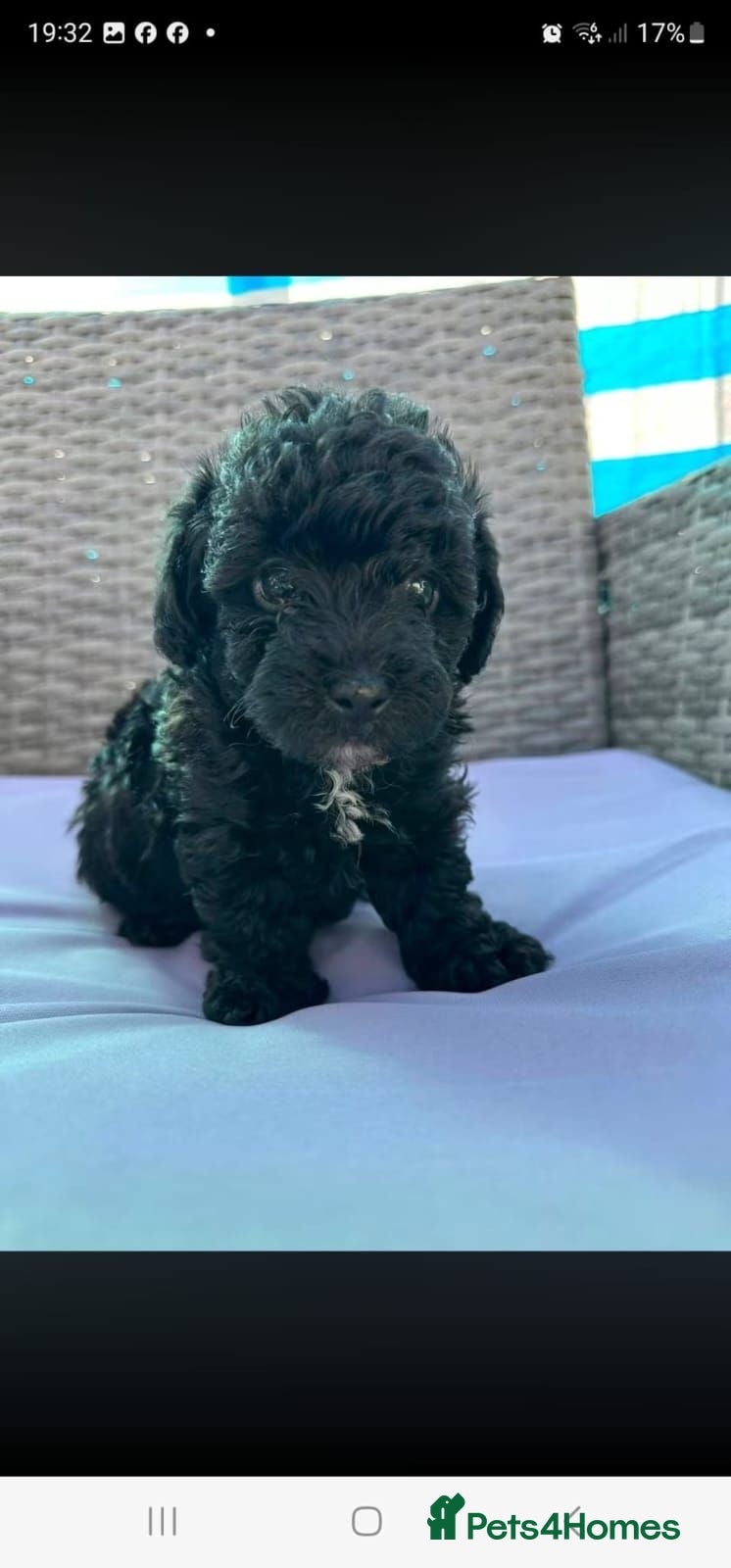 Yorkiepoo dogs Premium Yorkiepoo Puppies – Loving Homes Wanted - Advert 6