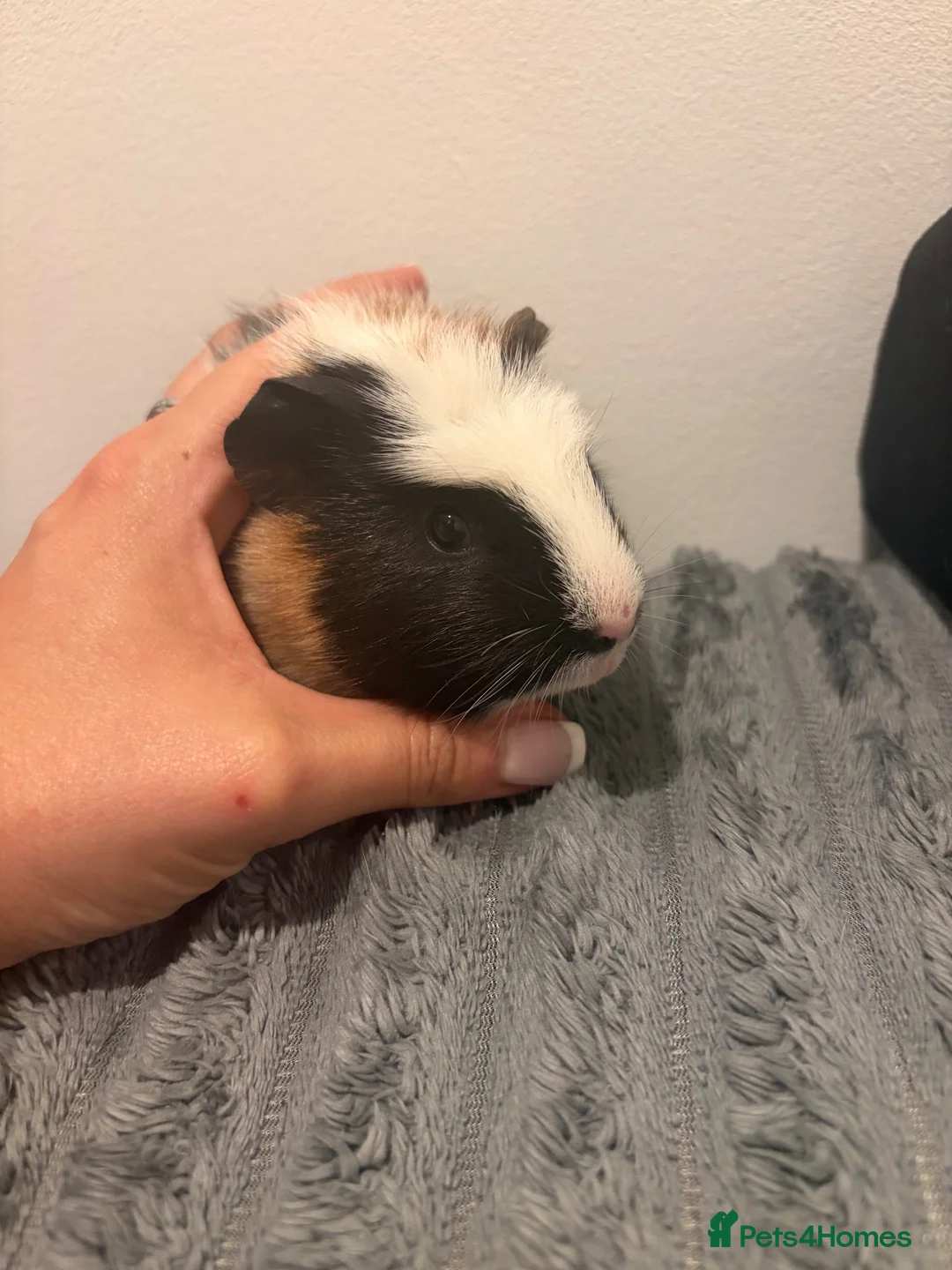 Guinea Pig rodents for sale: Female guinea pig  - Advert 1