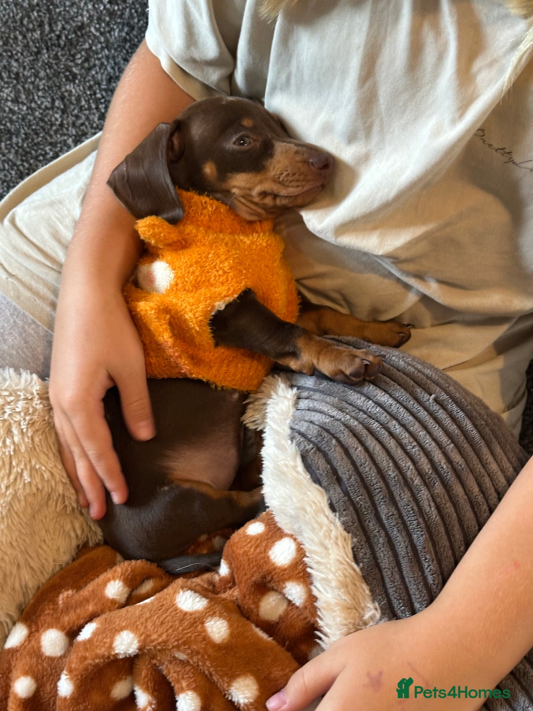 Miniature Dachshund dogs for sale: Female Miniature Dachshund  - Image 6