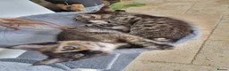 Maine Coon cats for sale: Main coon kittens  in Bristol - Advert 2