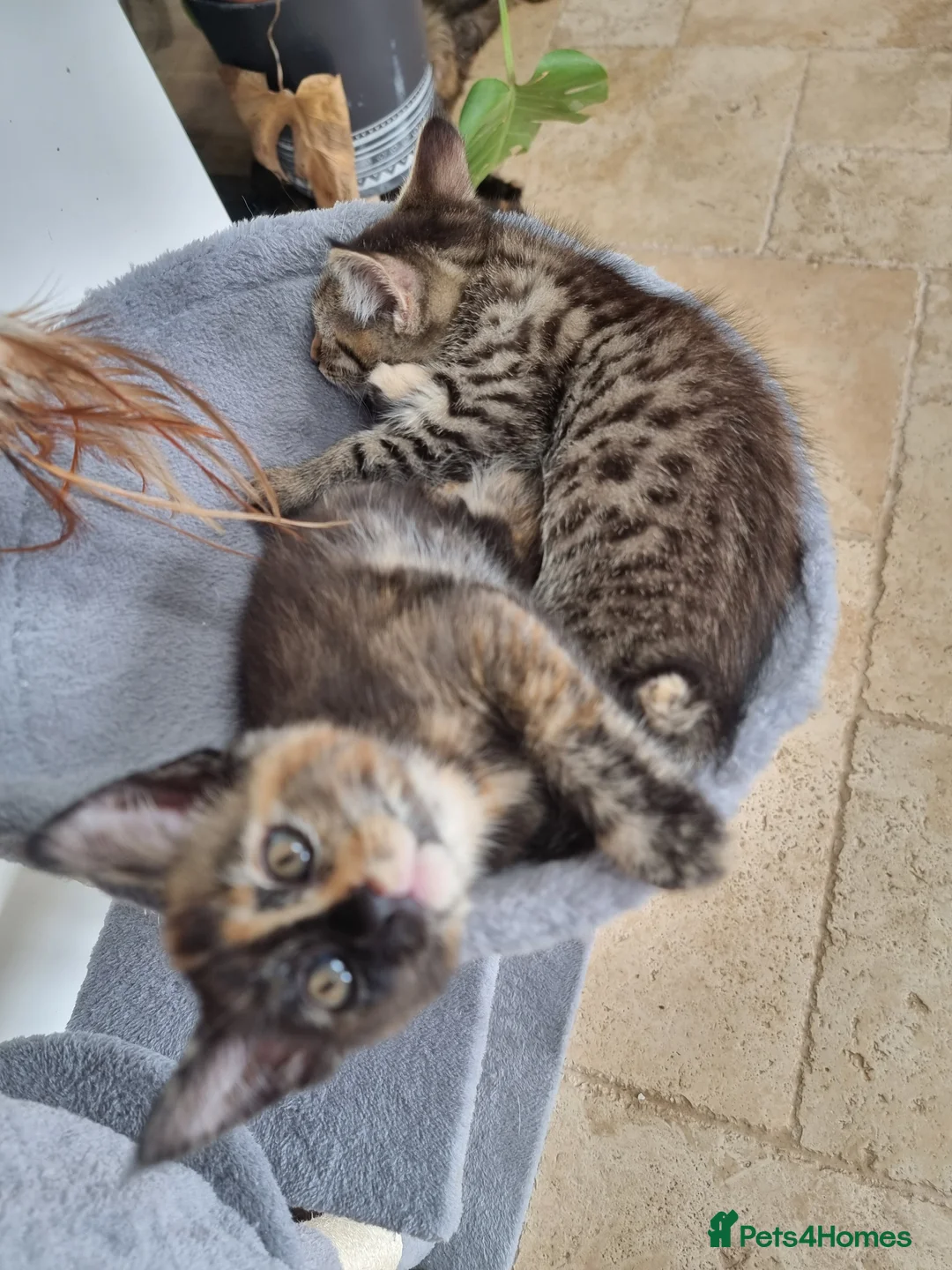 Maine Coon cats for sale: Main coon kittens  in Bristol - Advert 2