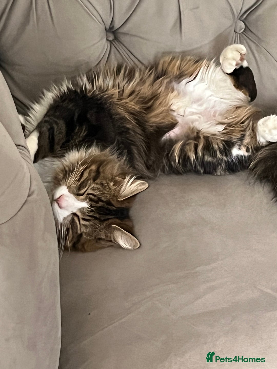 British Longhair cats for sale: Outdoor cat - Image 2