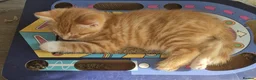 Mixed Breed cats for sale: Beautiful Kittens Savannah x Maine Coon Mix 🐾 - Advert 18