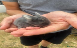 Mini Lop rabbits for sale: 🩶pure MINI lop🩶 - Image 8