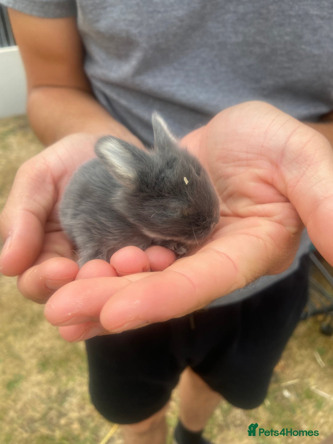 Mini Lop rabbits for sale: 🩶pure MINI lop🩶 - Image 8