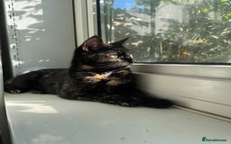British Shorthair cats for sale: 4 Male kittens Looking for there forever home! - Image 3