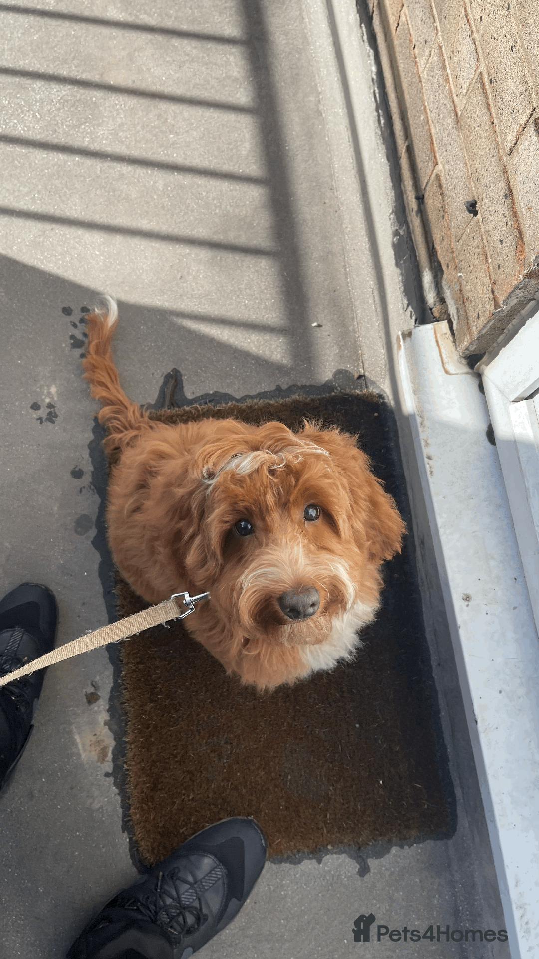Goldendoodle dogs for stud: Free Mini Goldendoodle for stud  in Brentwood - Image 1