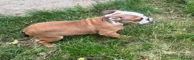 English Bulldog 2