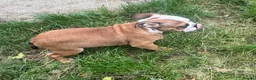 English Bulldog dogs for sale: English Bulldog Puppies  - Advert 16