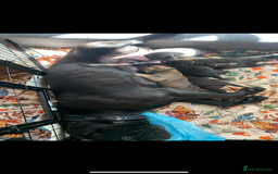 Cane Corso dogs for sale: 5 beautiful cane corso puppies nearly ready to go  - Image 14