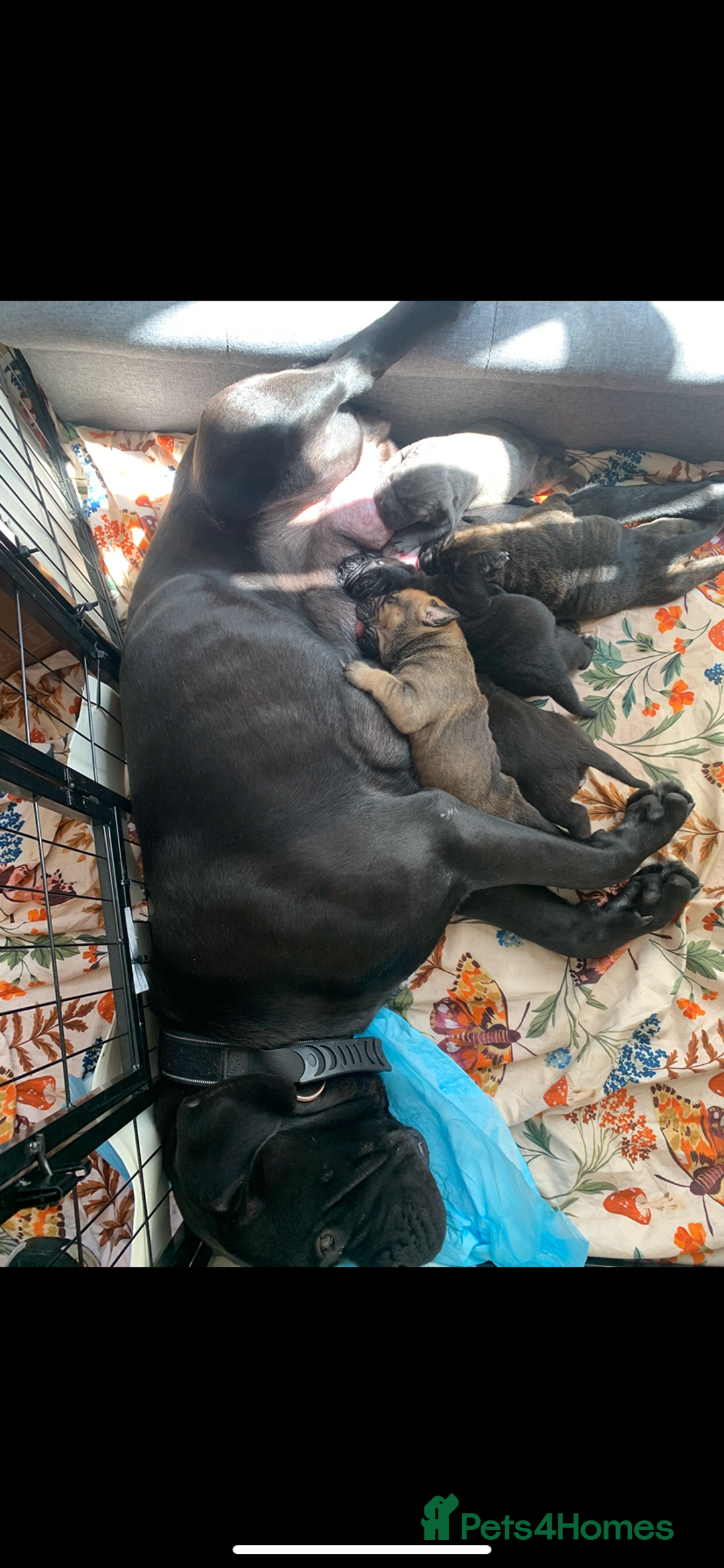Cane Corso dogs for sale: 5 beautiful cane corso puppies nearly ready to go  - Image 14