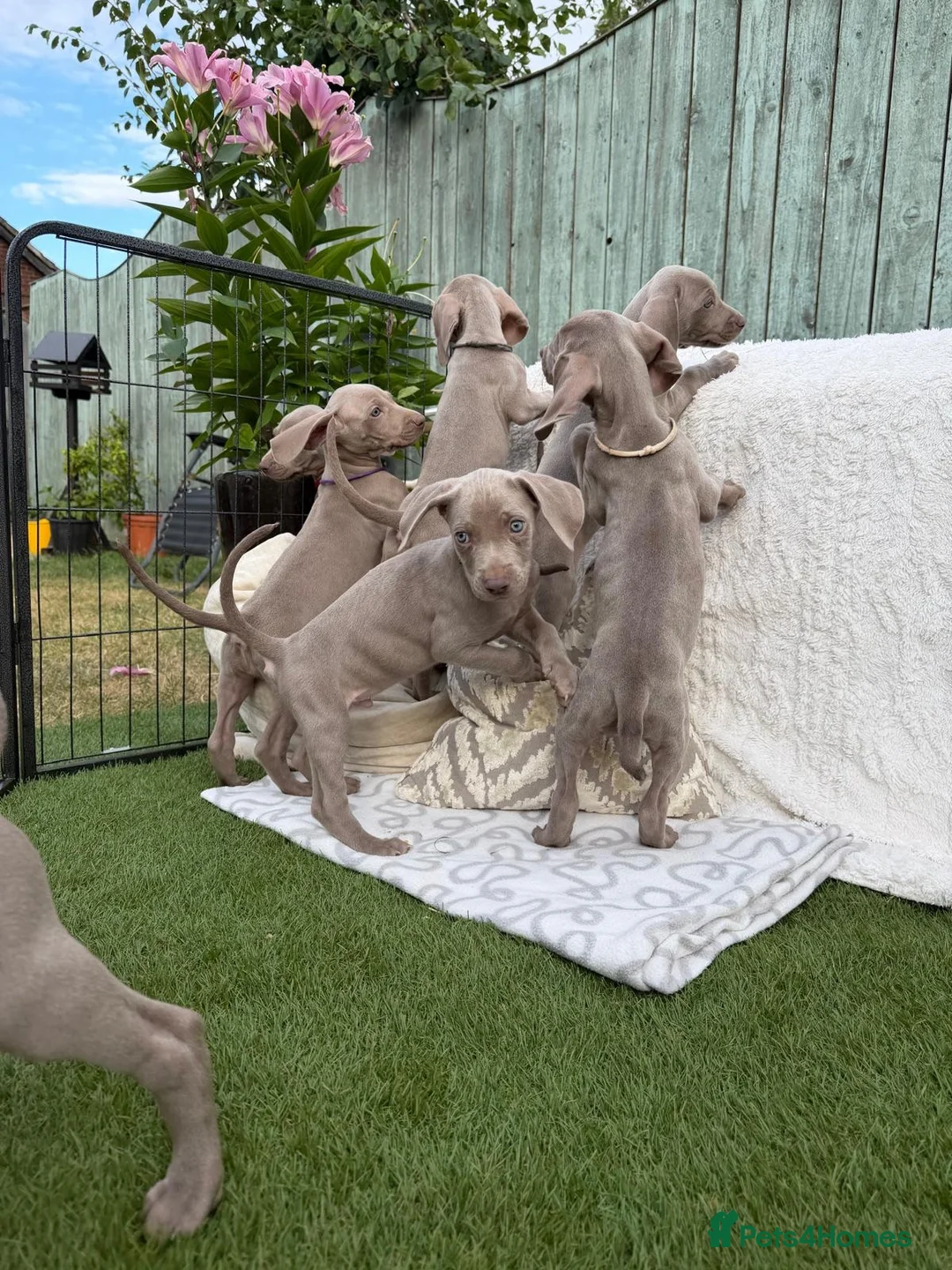 Weimaraner dogs for sale: 7 Weimaraner pups for sale ! - Advert 1