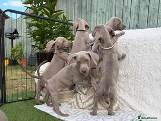 Weimaraner dogs 7 Weimaraner pups for sale ! - Advert 2