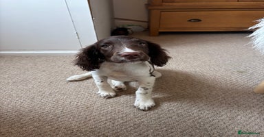 English Springer Spaniel dogs - Advert 5