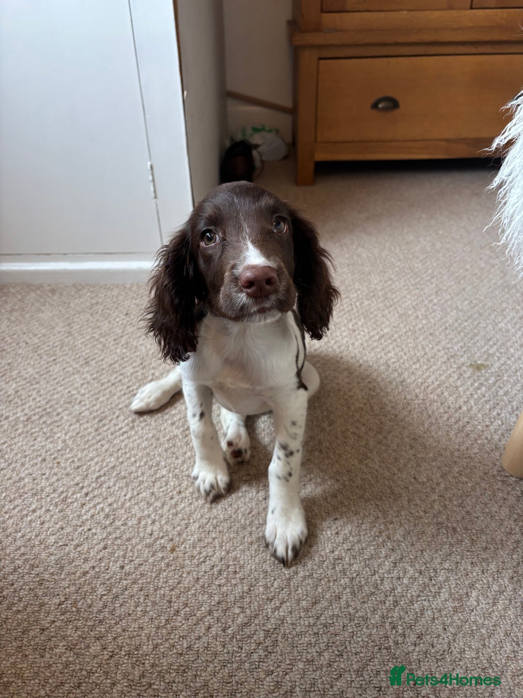 English Springer Spaniel dogs for sale: Health tested bitch for sale - Image 2