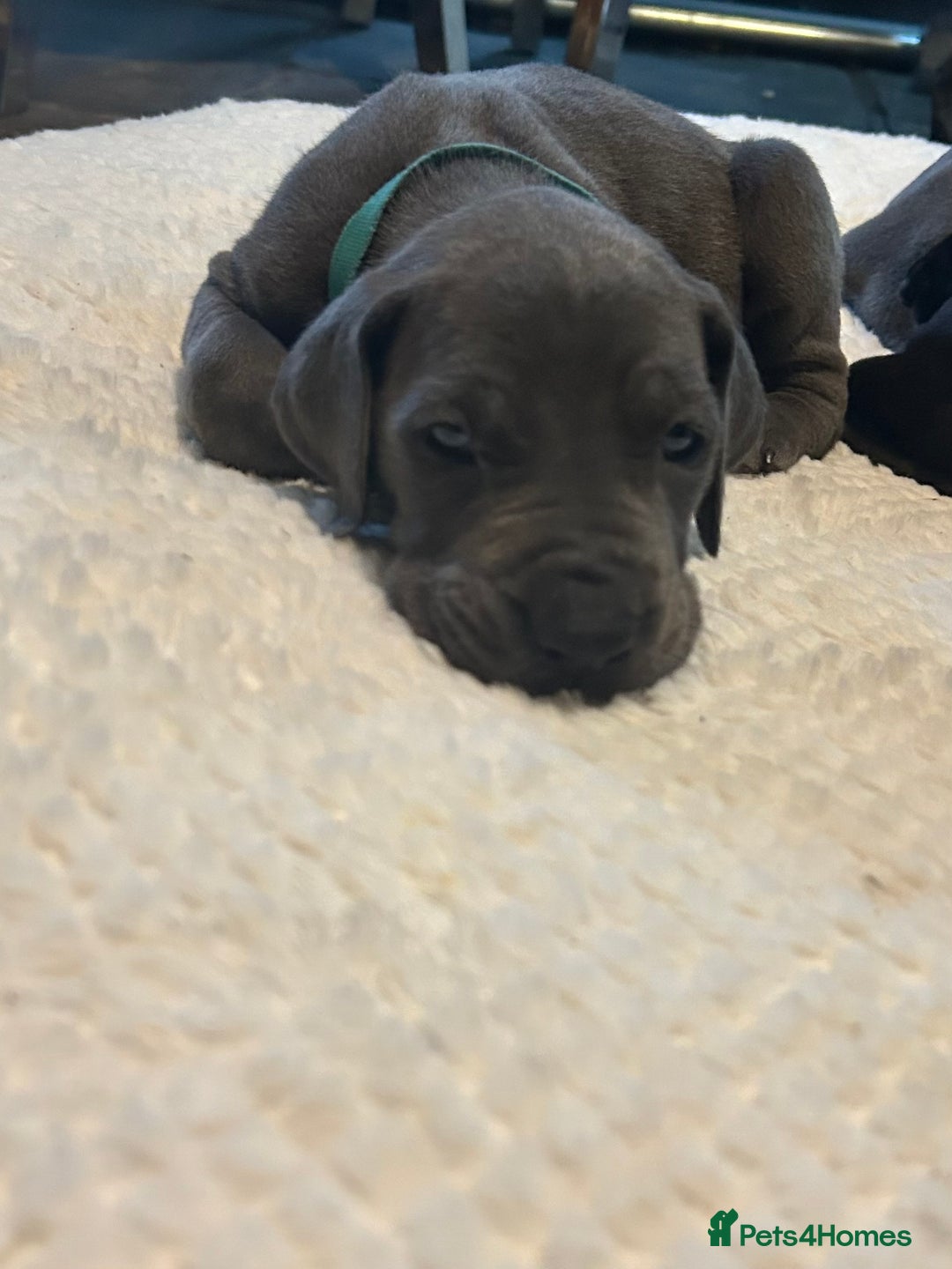 Great Dane dogs for sale: Stunning Great Dane Puppies  - Advert 18